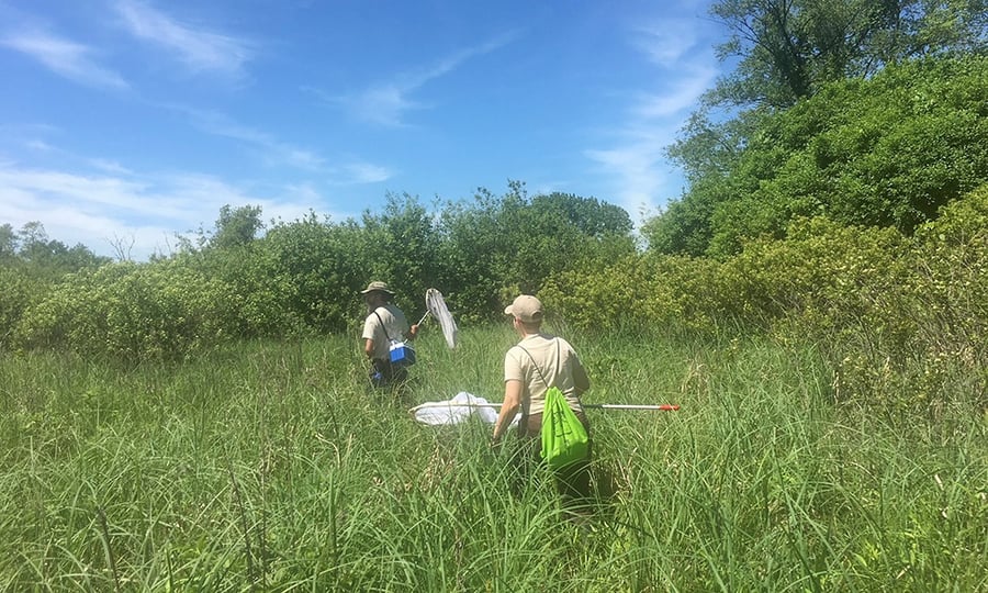 Two men with long-handled nets walk through tall grasses.