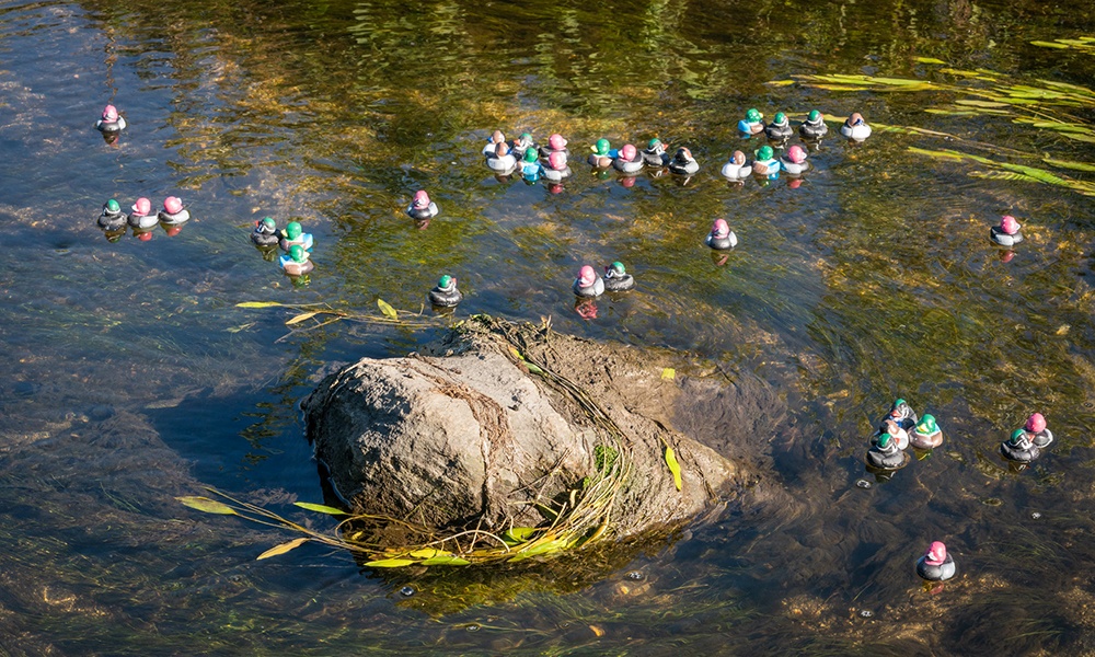 duck-cluster-©LarryLarson