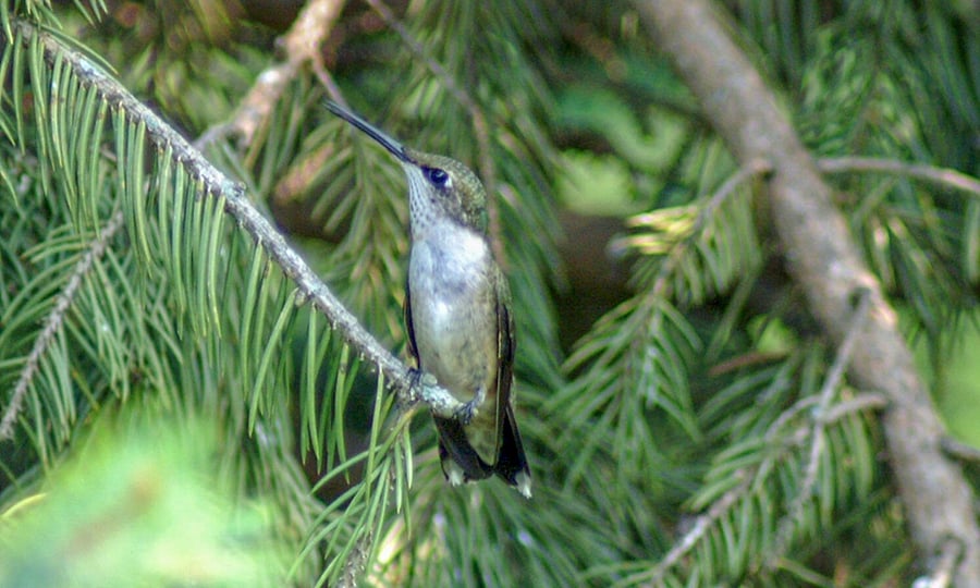 A hummingbird rests on the skinny branch of a pine tree.