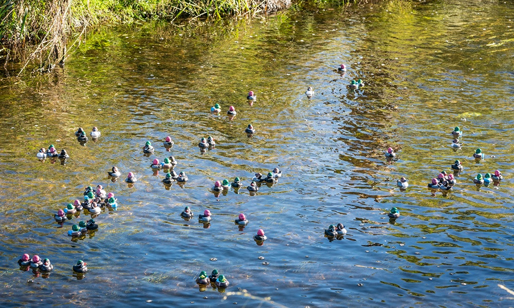 swimming-ducks-©LarryLarson
