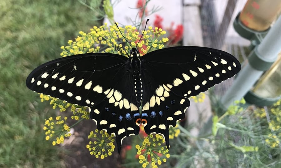A black swallowtail displays its mostly black wings that feature yellow and blue markings.