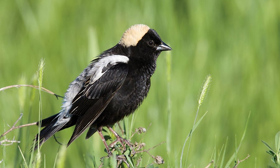 A bobolink is distinguished by the light feathers atop its head.