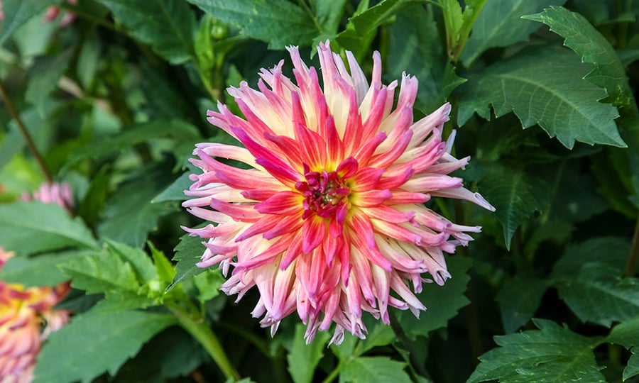 A giant dahlia blossoms multiple colors of pink.