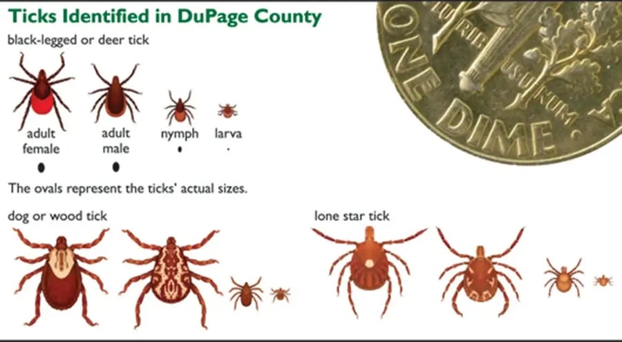 A graphic displaying the life stages of a variety of ticks from larva to nymph to adult.