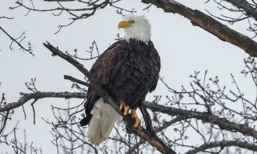 eagle-perching-1000x600