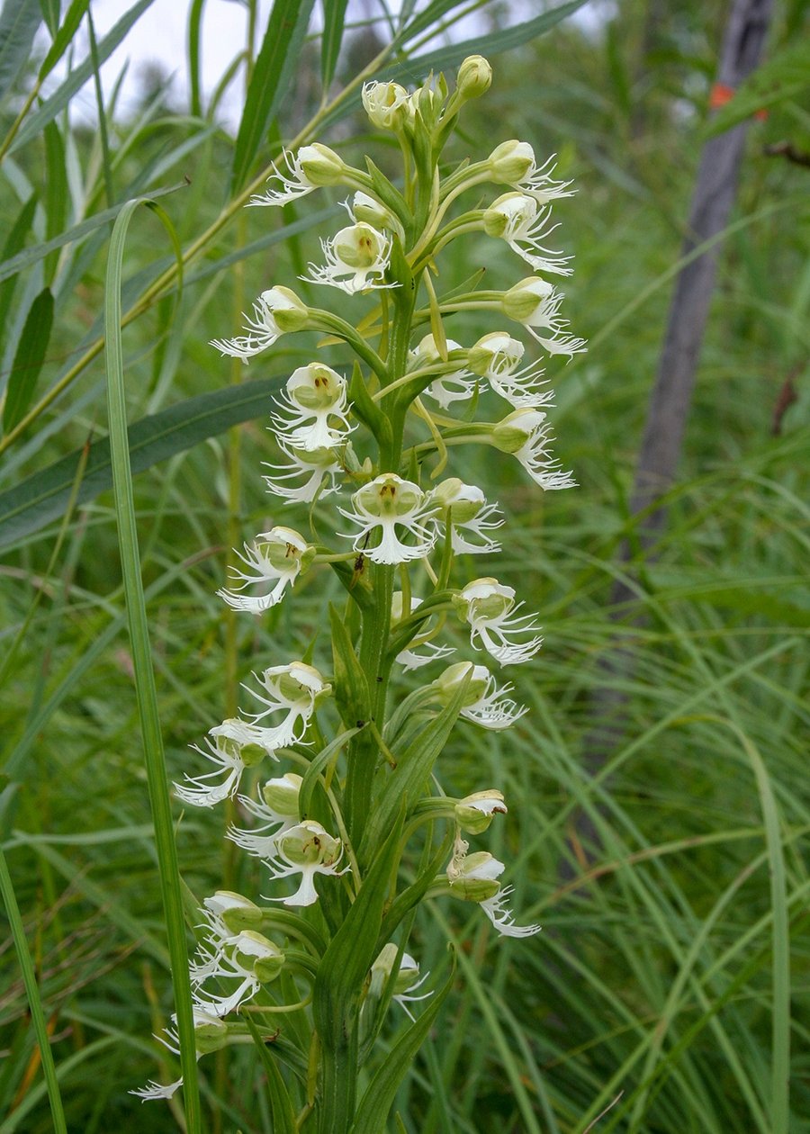 An eastern prairie fringed orchid in full bloom.