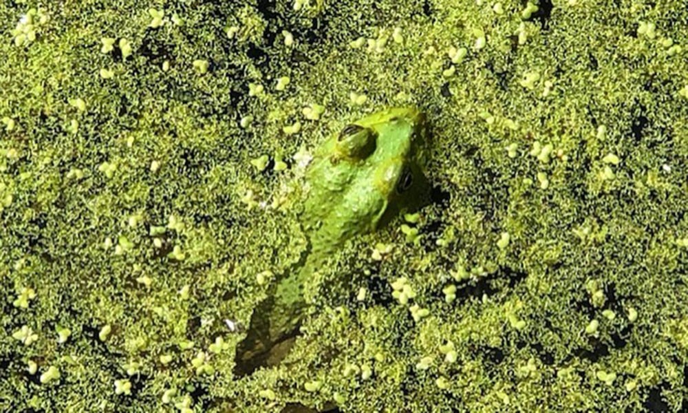 frog-in-algae