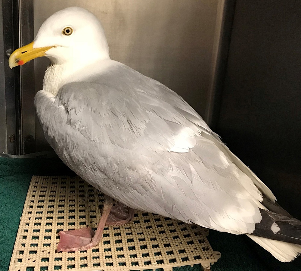 herring-gull-after-treatment-1