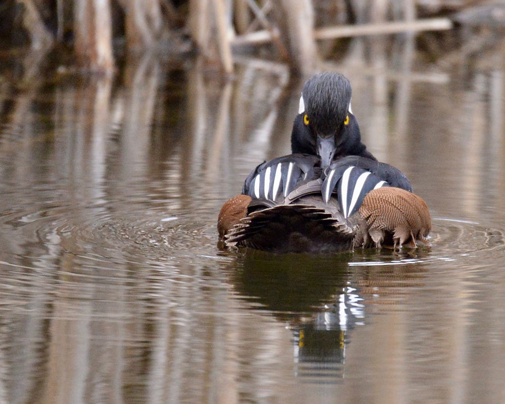 hooded-merganser-back