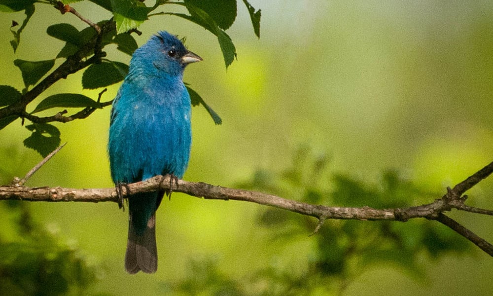 indigo-bunting