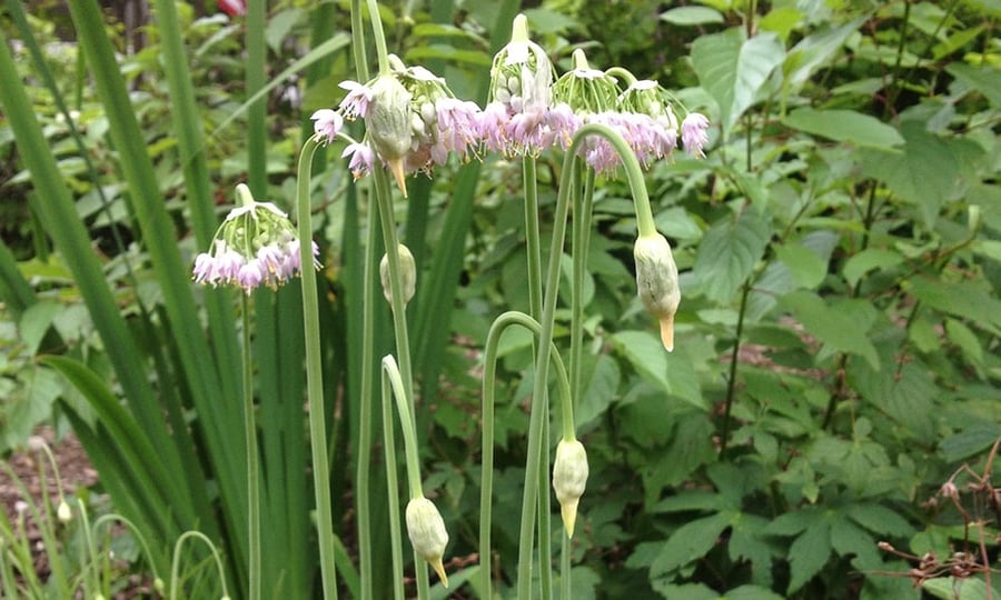 A green plant with stalks that fold over and point toward the ground.