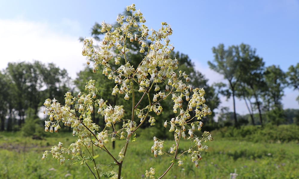 purple-meadow-rue-Thalictrum-dasycarpum