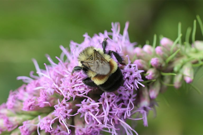 A bee lands on a purple flower.