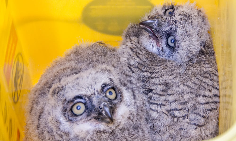 wb-owlets