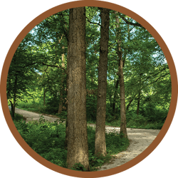 website circles forest
