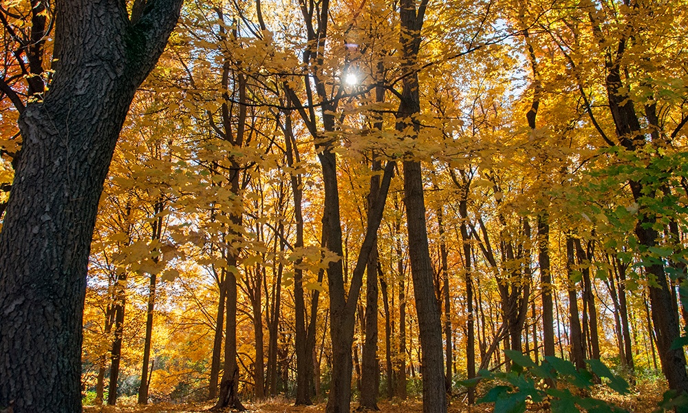 west-dupage-woods-trail