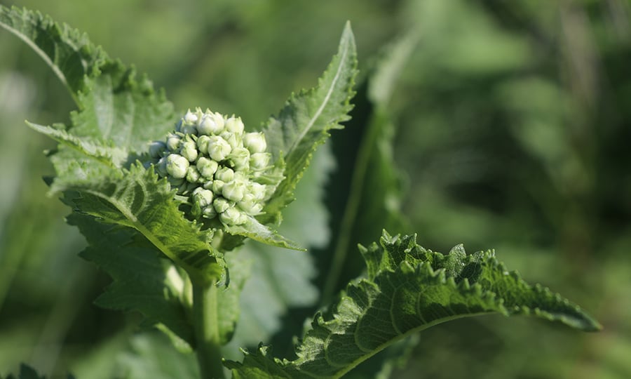 Flowers bud from a plant with large green leaves.