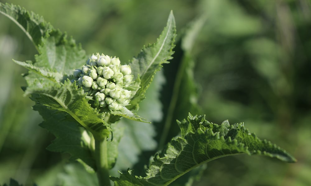 wild-quinine-Parthenium-integrifolium