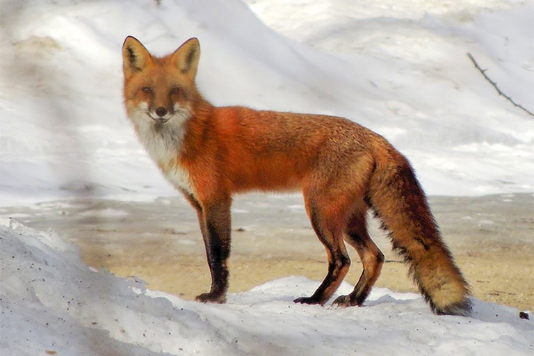 winter fox homepage