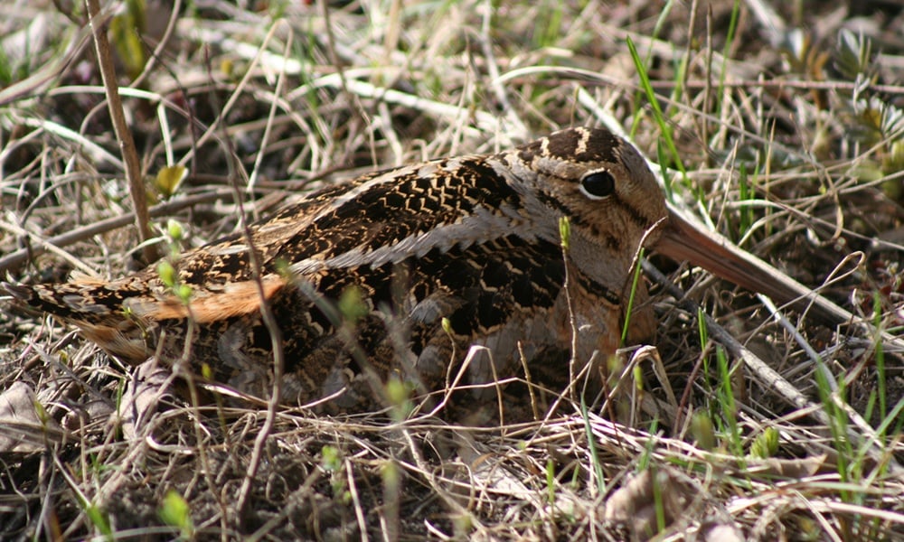 American-Woodcock_guizmo-68- wikimedia-commons