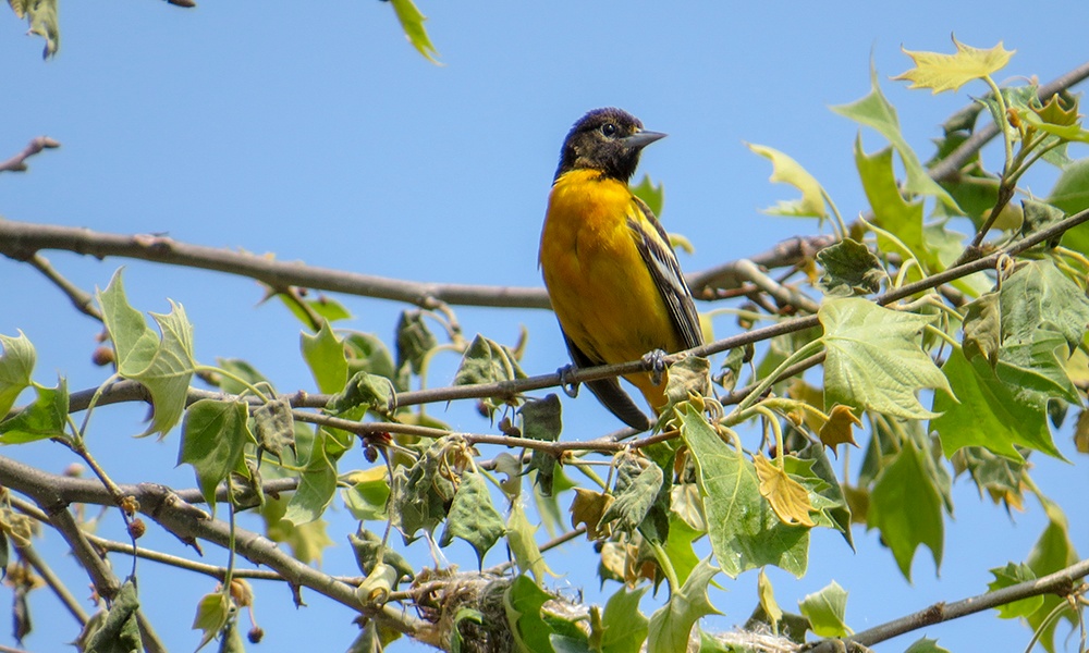 Baltimore-Oriole-1000x600