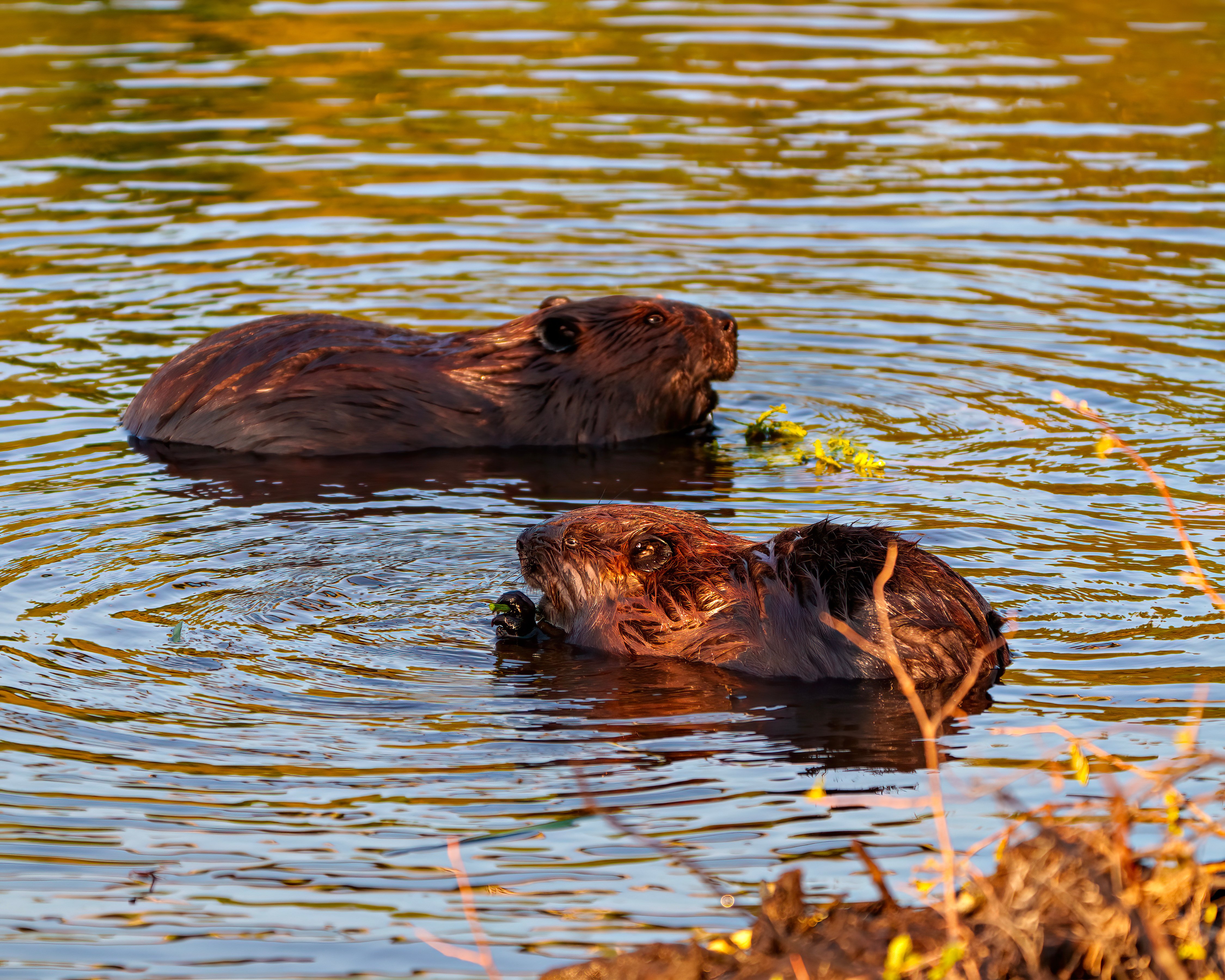 Two  beavers share a meal in shallow water during a time of low light.