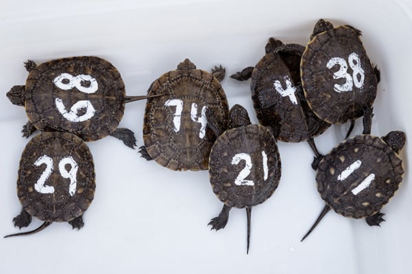 blandings-hatchlings-600-400