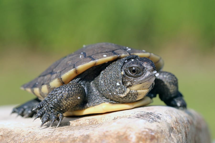 blandings-turtle-hatchling-900-600