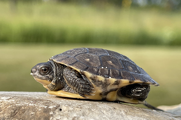 blandings-turtle-hatchling-head-start-program-adoption-600-400