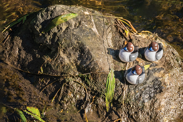 duck-race-web-feature-600-400