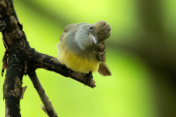 greatest-needs-flycatcher-600-400