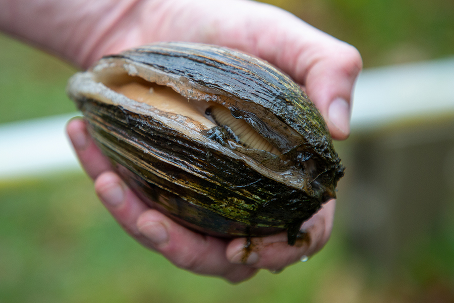 mussel-in-hand-900-600
