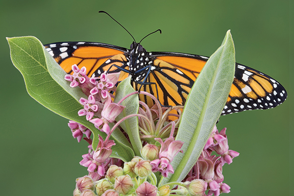 native-plant-sale-sponsorship-butterfly-600-400-72