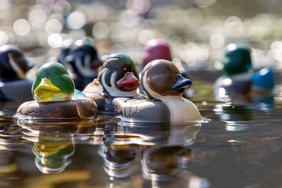 rubber-ducks-in-water-900-600-2