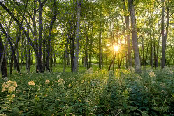woodland-trail-greatest-needs-600-400-150
