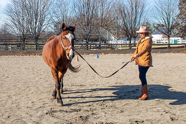 volunteer-danada-equestrian-center-exercising-horse-600-400