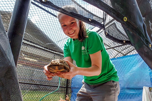 volunteer-willowbrook-wildlife-center--holds-blandings-turtle-600-400