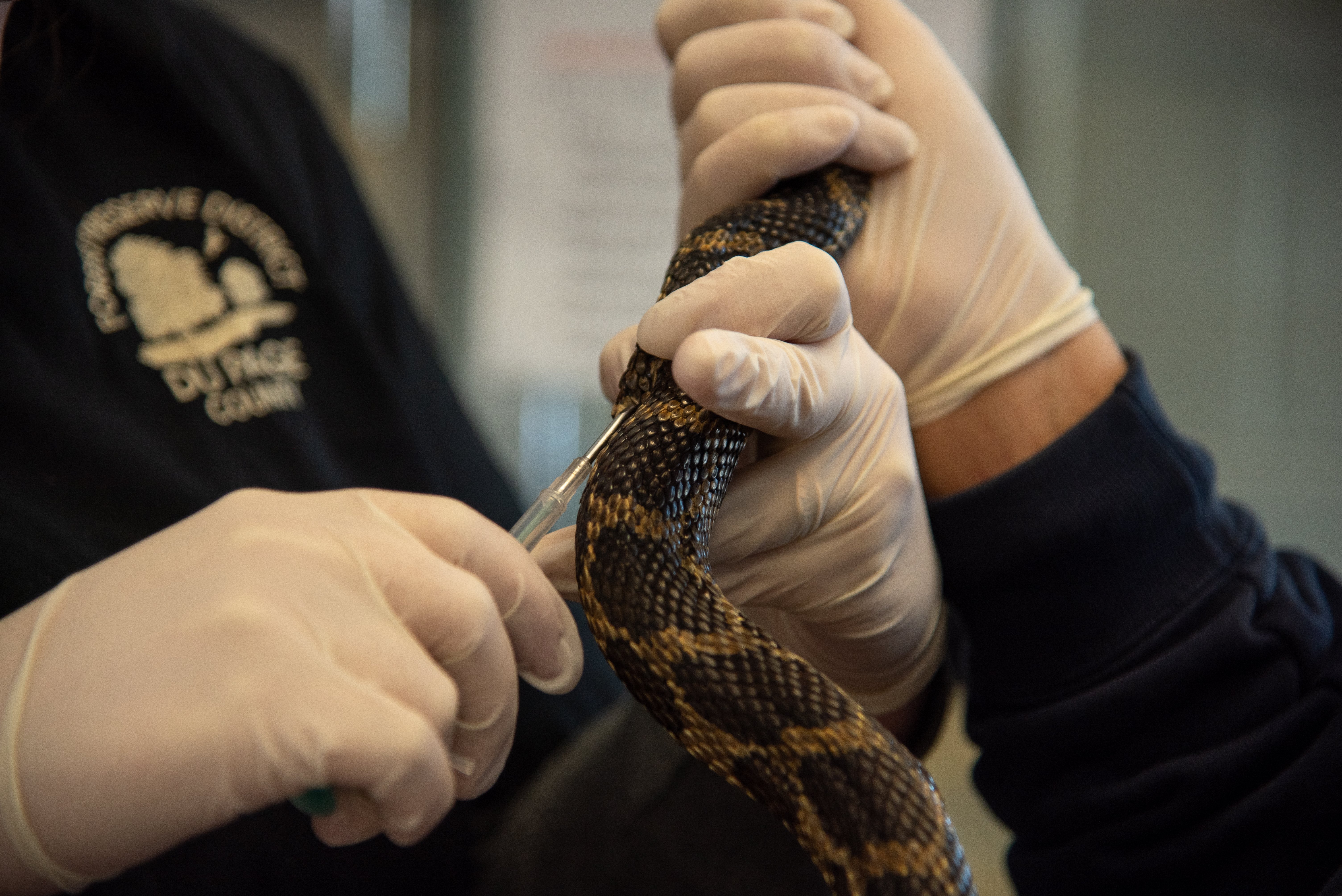 employees treating a snake
