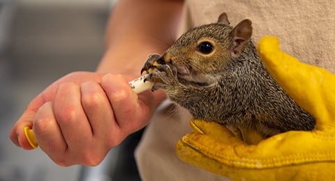 willowbrook-squirrel-480x260