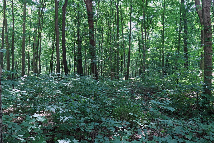 spring woods at Burlington Park