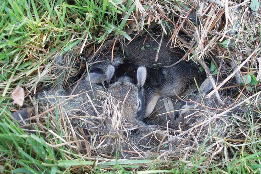 bunnies in nest