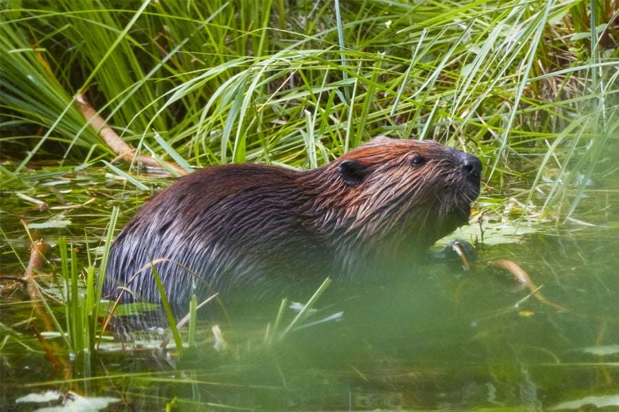 beaver