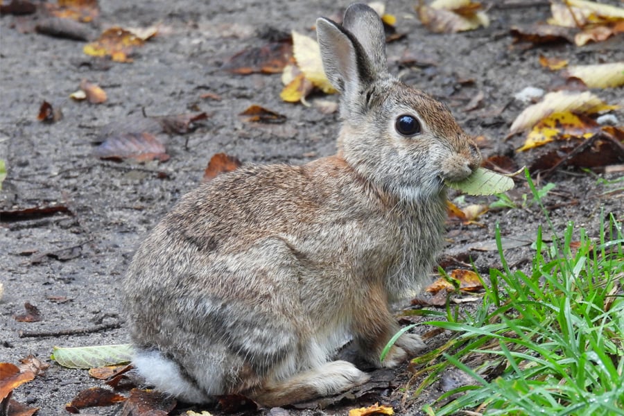 cottontail