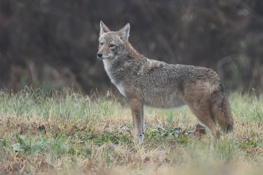 coyote