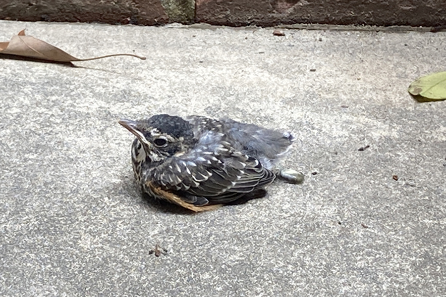 fledgling robin