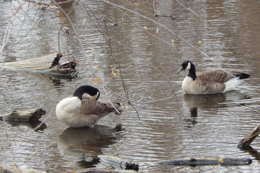 Canada geese