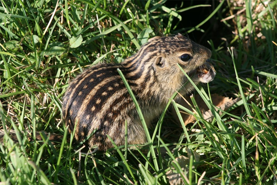 ground squirrel