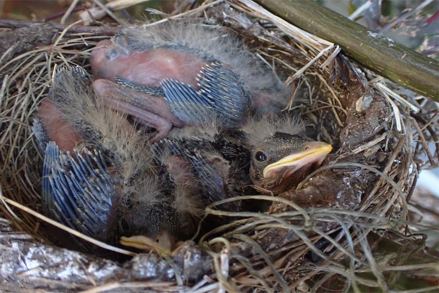 nestling robins