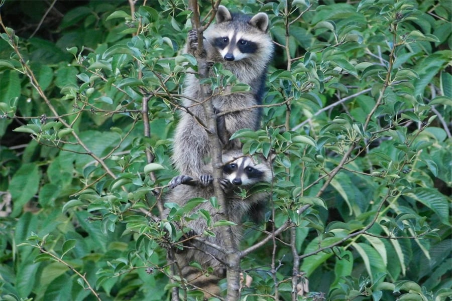 raccoons