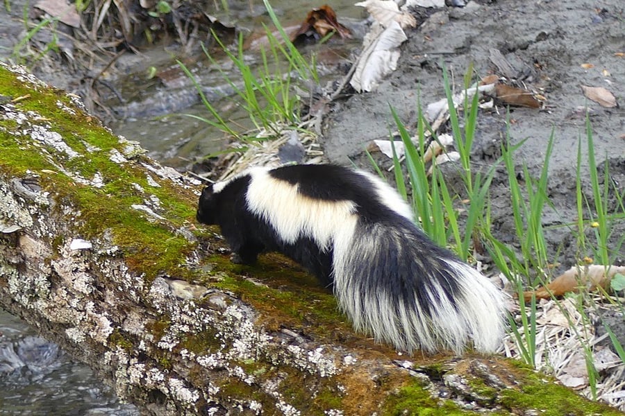 skunk